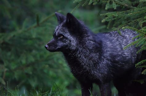 The Rare Beauty Of Black Foxes 15 Pics Bored Panda