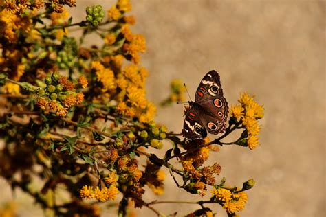 Little Brown Butterfly Free Stock Photo Public Domain Pictures