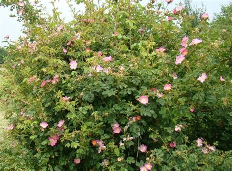 Buy Rosa Rubiginosa Rose Sweet Briar Hedges And Hedging Plants Hopes
