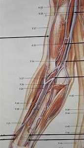 Wall Chart Arm Diagram Quizlet