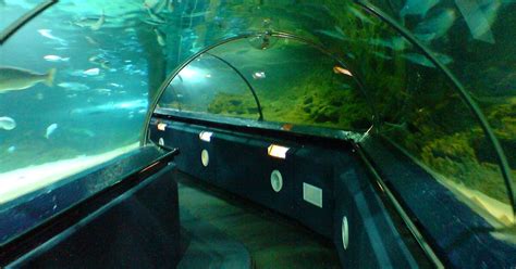 Kelly Tarltons Sea Life Aquarium In Auckland New Zealand Sygic Travel