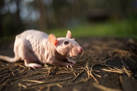 16 Types Of Pet Rats Breeds Colors And Patterns With Pictures Pet Keen