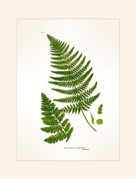 Antique Botanical Fern Print Broad By Marcadevintageprints On Etsy £12