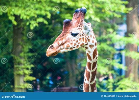 Graceful Wild Giraffe Looking Left At The Zoological Park Stock Photo