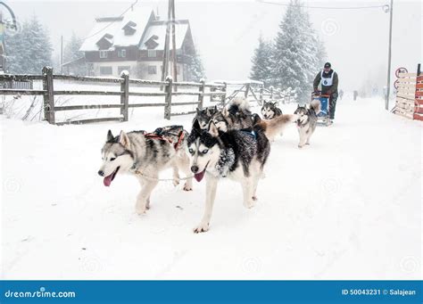 Siberian Husky Dog Sled Race Editorial Photo Image Of Mushing