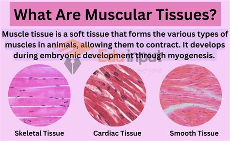 What Are Muscular Tissues Properties Composition Types And Functions