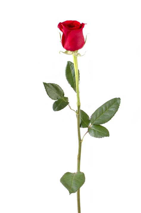 Long Stem Red Rose Clipart 10 Free Cliparts Download Images On