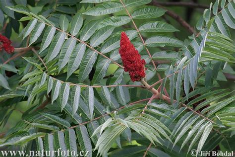 Rhus Typhina Pictures Staghorn Sumac Images Nature Wildlife Photos