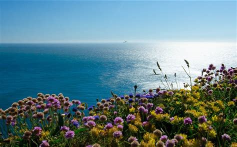 イングランド、アイルランド、海、ツノメドリ花 Hdの壁紙 風景 壁紙プレビュー