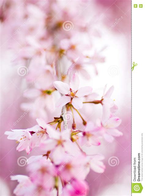Pink Weeping Cherry Blossoms Stock Photo Image Of Flower Flowering