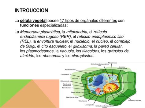 Célula Vegetal Caracteristicas Partes Funciones Información