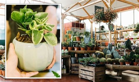 Houseplant Tips Expert Shares How To Choose The Right Plant For Your