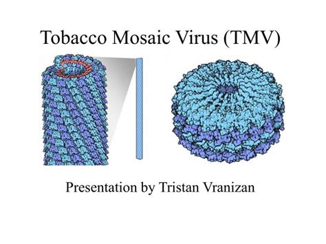 https://www.slideserve.com/ziazan/tobacco-mosaic-virus-tmv