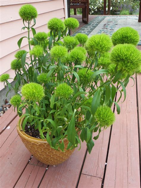 Green Ball Dianthus | Dianthus 'Green Ball' | Scarecrows ...