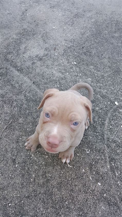 Blue Fawn Pitbull 7 Week Blue Fawn Pitbull Pitbulls Puppies