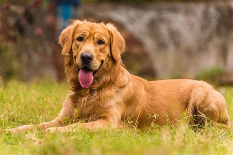 About The Breed Golden Retriever Highland Canine Training Ph