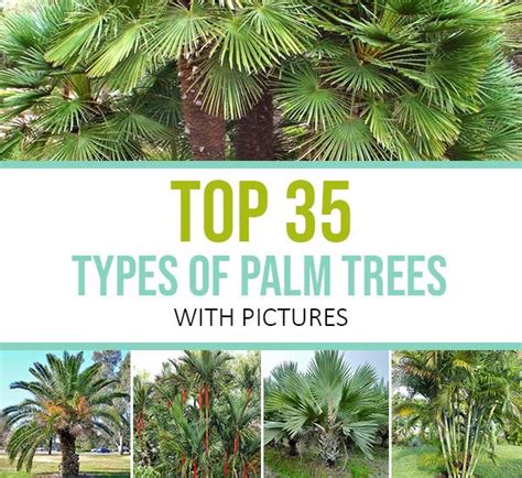 Top 35 Types Of Palm Trees With Pictures Palm Tree Types Palm Trees Landscaping Florida Trees