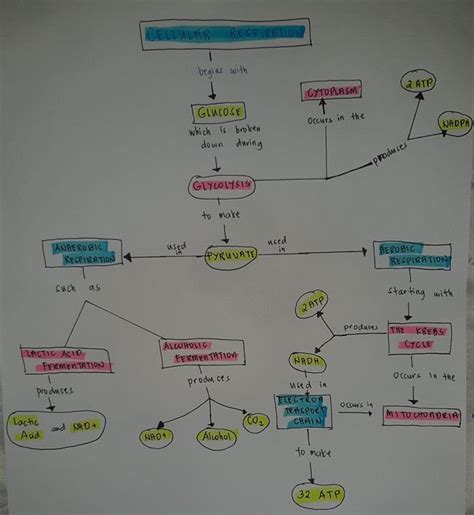 Solved Draw A Concept Map Of Photosynthesis And Cellular Respiration