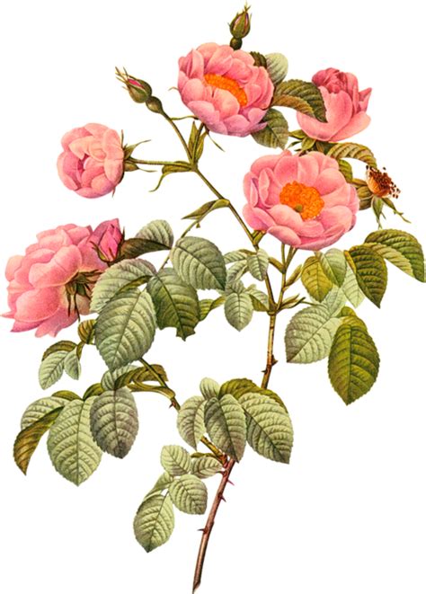 Pin By Nayyab On Png Botanical Drawings Botanical Illustration Rose