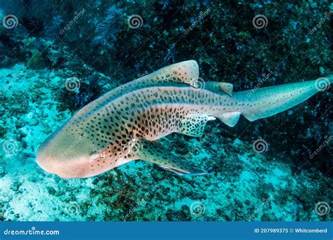 Spotted Shark