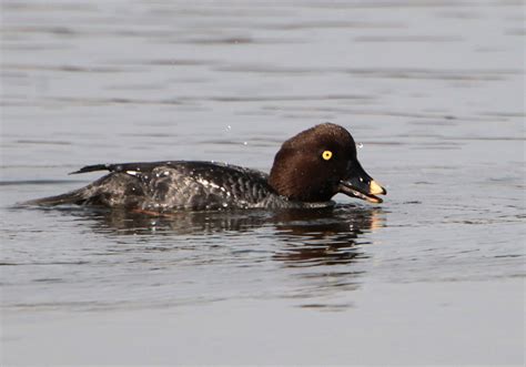 Pewit Goldeneye And Tufted Duck
