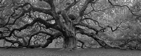 Angel Oak Tree Panoramic Black And White Photo Print Photos By Joseph