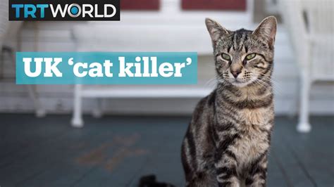 Cat Killer Terrorises The Uk Youtube