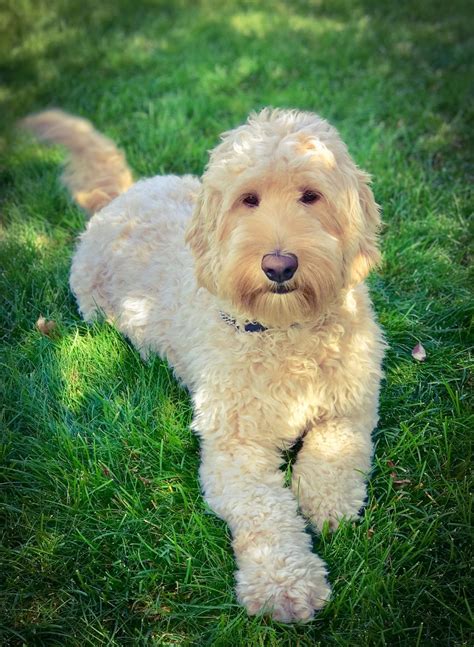 The most common mistake made when grooming a doodle is to brush over the top of the coat but not get in underneath and grooming the labradoodle, goldendoodle & aussiedoodle. Available Labradoodle Puppies | Mountain View Labradoodles
