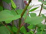 Mortgage Lenders Japanese Knotweed Pictures