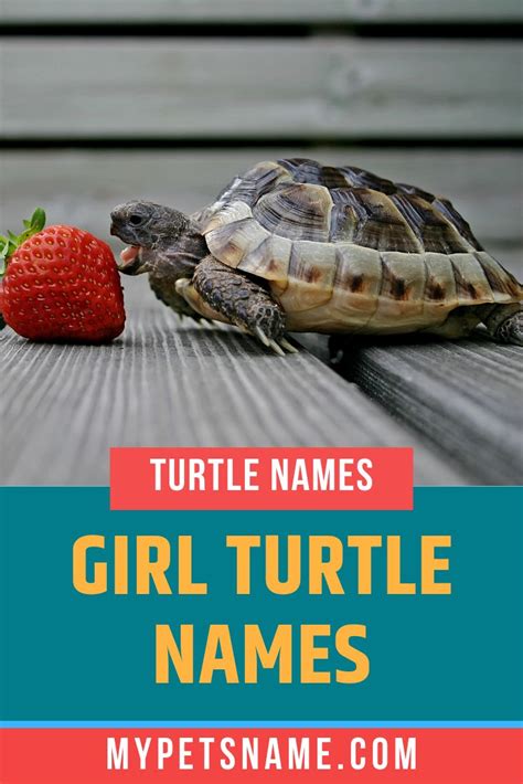 Girl Turtle Names Turtle Names Turtle Cute Pet Names