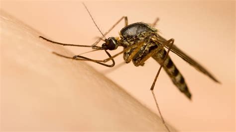 Scientists Engineer Mosquito Strain With Malaria Blocking Genes