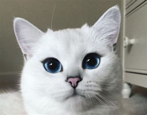 We did not find results for: Gorgeous cat solid white with ocean blue eyes! | GoRgEoUs ...
