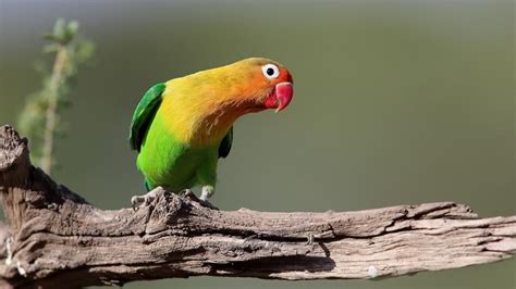 13 Cara Merawat Burung Lovebird Agar Ngekek Gacor