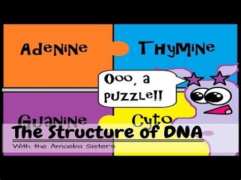 Join the amoeba sisters as they discuss the terms gene and allele in context of a gene involved in ptc (phenylthiocarbamide). Amoeba sisters has an entire series on biology topics ...