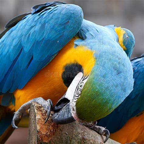 Macaw Parrot Blue Yellow Closeup Portrait Playing With Wood Stock Photo