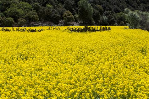 Choáng Ngợp Vẻ đẹp Hình ảnh Cánh đồng Hoa Cải Vàng óng Tuyệt đẹp