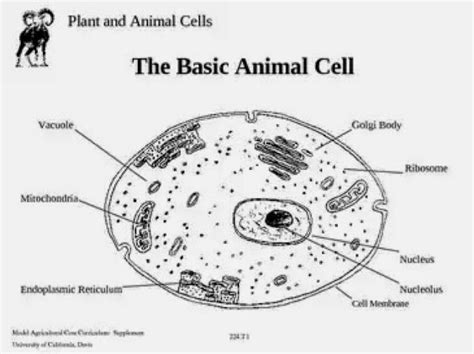 Struktur dan fungsi sel tumbuhan dan haiwan. sains tingkatan 1: sel haiwan