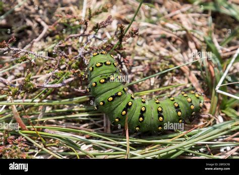 Bright Green Caterpillar Uk Hi Res Stock Photography And Images Alamy