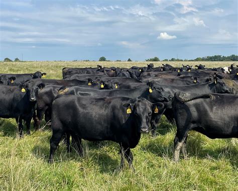 80 Crossbred Cows Angus Brangus Hereford For Sale In Lockwood