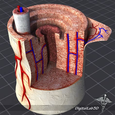 The hyoid bone is a very unique bone, solitary in design, and is the only bone in the human body that does not attach in any form to any other bone. human bone anatomy 3d model