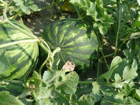 Learn the four tests to use to help you decide when to harvest your watermelons. How to Tell If a Watermelon Is Ripe | Old Farmer's Almanac