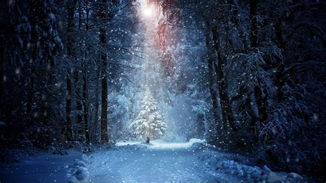 Winter Snow Forest Wallpapers Wallpaper Cave