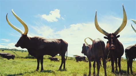 Longhorn Ankole Cows The Cattle Of Kings The Kid Should See This
