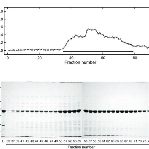 Gel Filtration Chromatography Of Proteins Extracted From Sword Beans