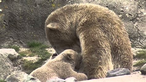 olinka the polar bear nurses her twin cubs at diergaarde blijdorp rotterdam youtube