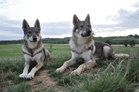 Chiens Loups Tchèques