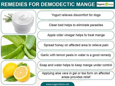 9 Effective Home Remedies For Demodectic Mange Organic Facts