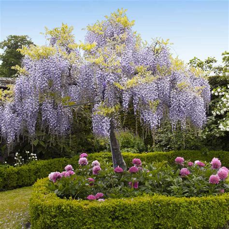 Short Flowering Trees Zone 4 25 Longest Blooming Trees And Shrubs For