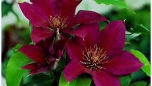 Boulevard alaina clematis out of stock as low as $29.99. Phoenix Perennials - E-Newsletter