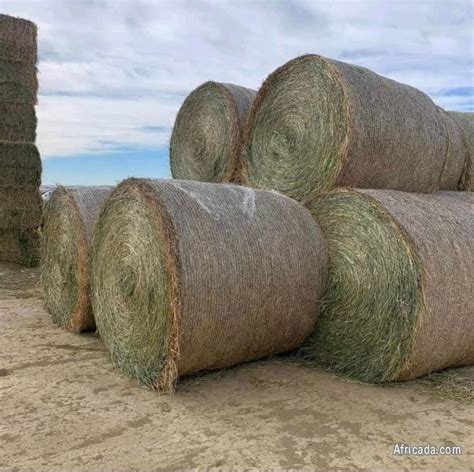 Alfalfa And Timothy Hay Available Livestock Poultry For Sale In